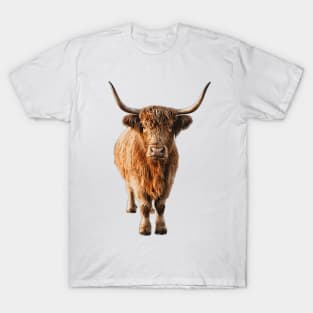 Highland Cow Wooly Shaggy Kattle T-Shirt